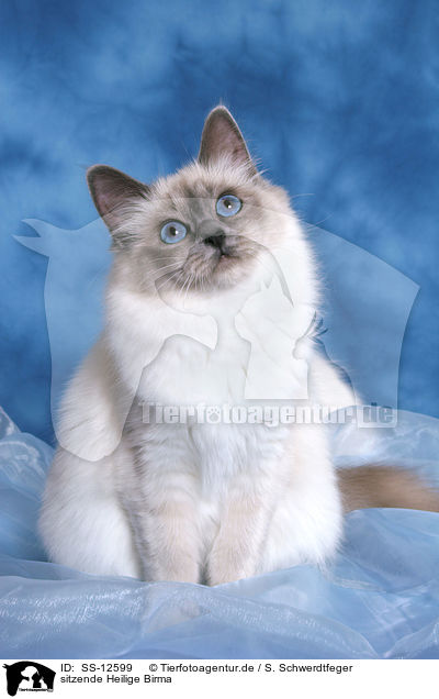 sitzende Heilige Birma / sitting Sacred Birman / SS-12599