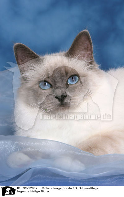 liegende Heilige Birma / lying Sacred Birman / SS-12602