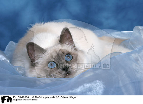 liegende Heilige Birma / lying Sacred Birman / SS-12606