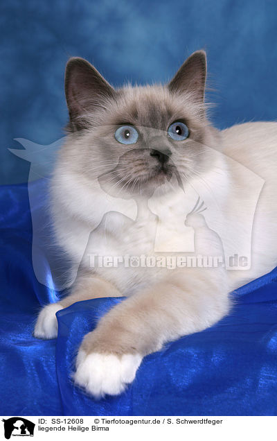 liegende Heilige Birma / lying Sacred Birman / SS-12608