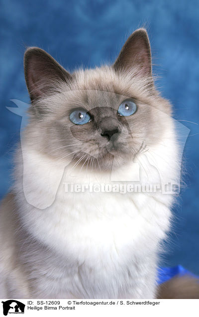 Heilige Birma Portrait / Sacred Birman Portrait / SS-12609