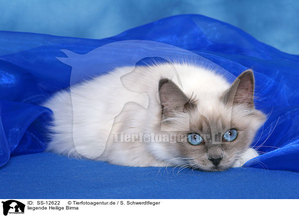 liegende Heilige Birma / lying Sacred Birman / SS-12622