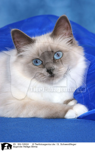 liegende Heilige Birma / lying Sacred Birman / SS-12624