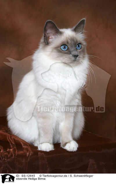 sitzende Heilige Birma / sitting Sacred Birman / SS-12645