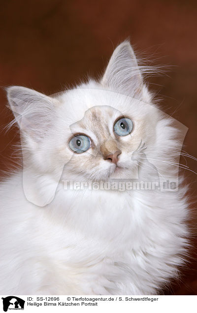 Heilige Birma Ktzchen Portrait / Sacred Birman kitten Portrait / SS-12696