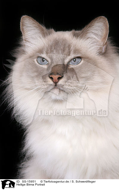 Heilige Birma Portrait / sacred birman portrait / SS-15951