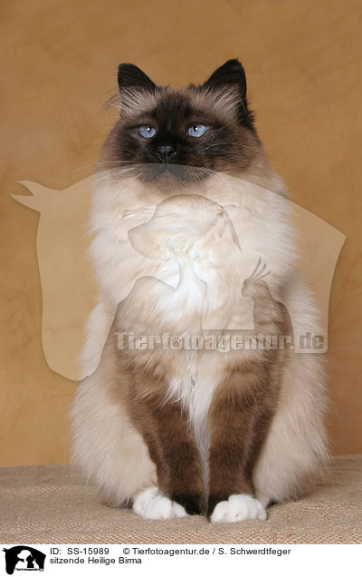 sitzende Heilige Birma / sitting sacred birman / SS-15989