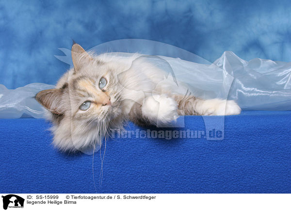 liegende Heilige Birma / lying sacred birman / SS-15999