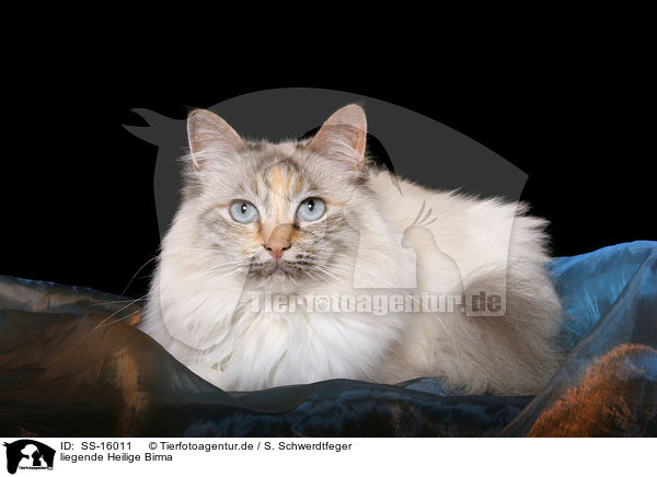 liegende Heilige Birma / lying sacred birman / SS-16011