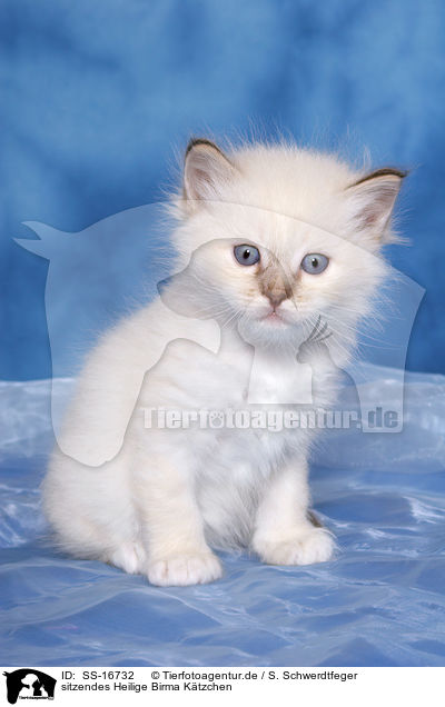 sitzendes Heilige Birma Ktzchen / sitting Sacred Birman Kitten / SS-16732