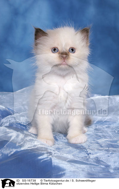 sitzendes Heilige Birma Ktzchen / sitting Sacred Birman Kitten / SS-16738