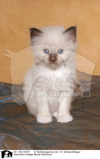 sitzendes Heilige Birma Ktzchen / sitting Sacred Birman Kitten / SS-16741