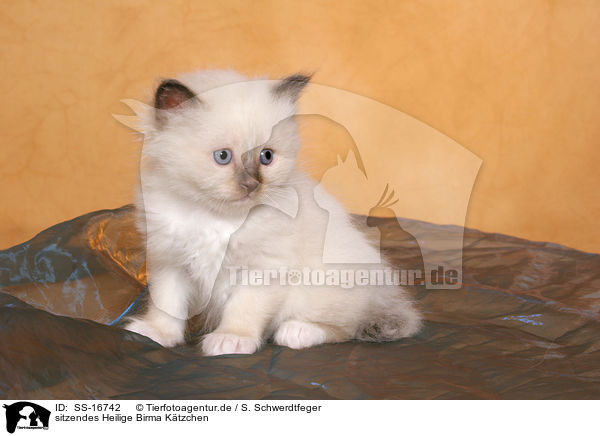 sitzendes Heilige Birma Ktzchen / sitting Sacred Birman Kitten / SS-16742