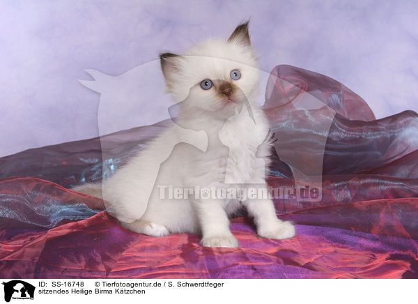 sitzendes Heilige Birma Ktzchen / sitting Sacred Birman Kitten / SS-16748