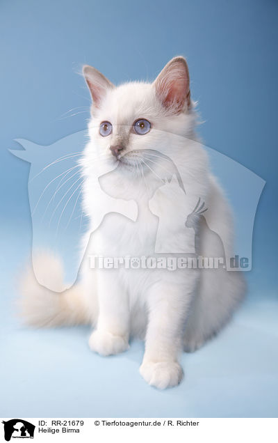 Heilige Birma / Birman Cat / RR-21679