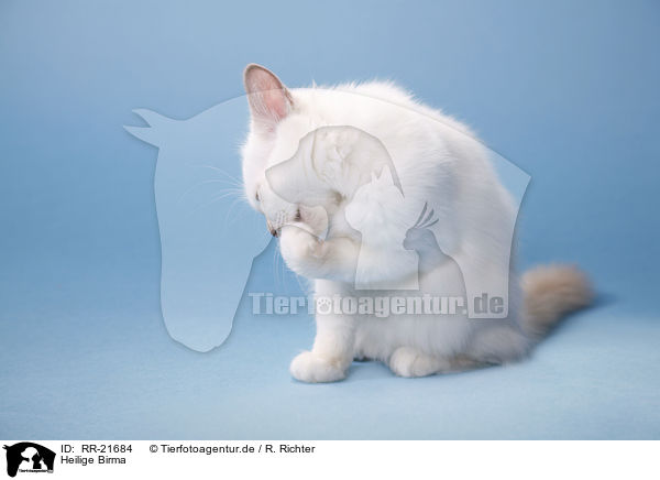 Heilige Birma / Birman Cat / RR-21684