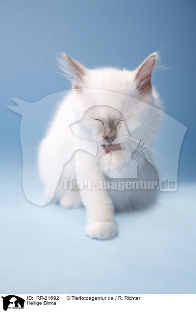 Heilige Birma / Birman Cat / RR-21692