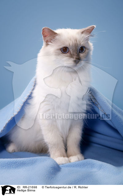 Heilige Birma / Birman Cat / RR-21698