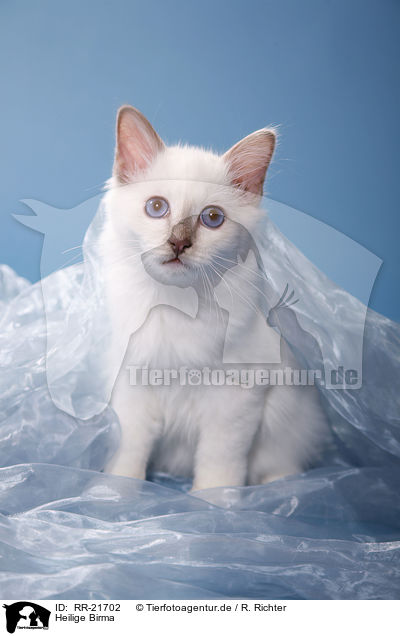 Heilige Birma / Birman Cat / RR-21702