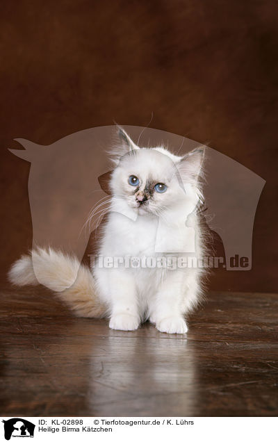 Heilige Birma Ktzchen / Sacred Birman Kitten / KL-02898