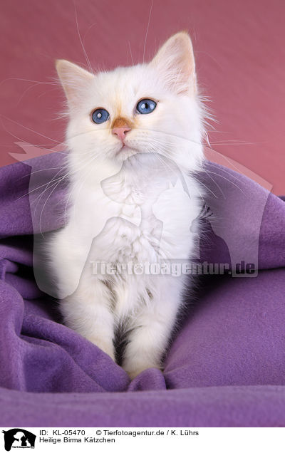 Heilige Birma Ktzchen / Sacred Birman Kitten / KL-05470