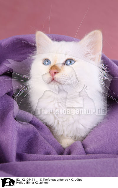 Heilige Birma Ktzchen / Sacred Birman Kitten / KL-05471