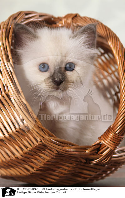 Heilige Birma Ktzchen im Portrait / Sacred Birman kitten portrait / SS-35037