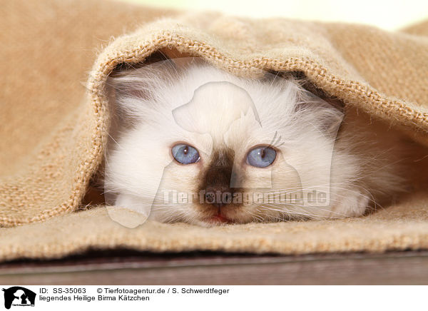 liegendes Heilige Birma Ktzchen / lying Sacred Birman kitten / SS-35063