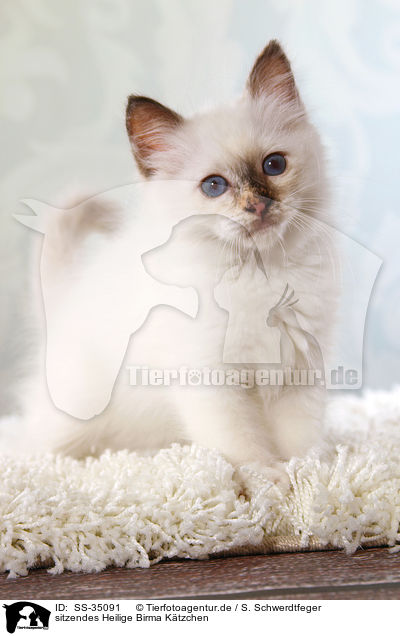 sitzendes Heilige Birma Ktzchen / sitting Sacred Birman kitten / SS-35091