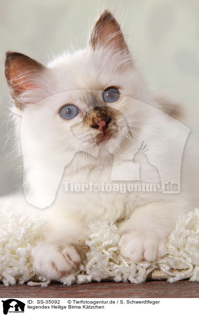 liegendes Heilige Birma Ktzchen / lying Sacred Birman kitten / SS-35092