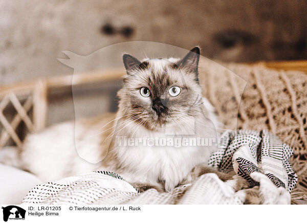 Heilige Birma / Sacred Birman / LR-01205