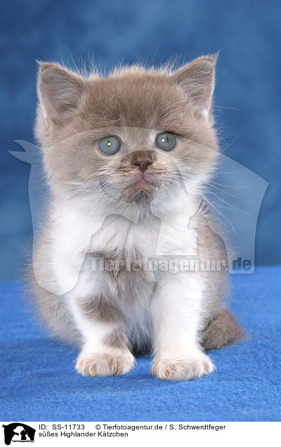 ses Highlander Ktzchen / cute Highland Kitten / SS-11733