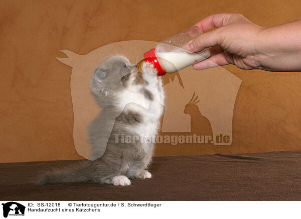Handaufzucht eines Ktzchens / feeding a kitten / SS-12018