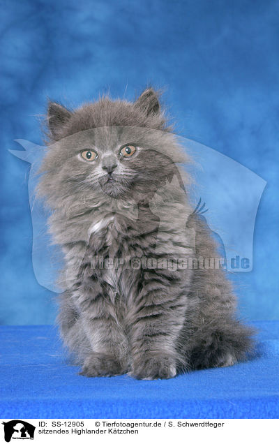 sitzendes Highlander Ktzchen / sitting Highlander kitten / SS-12905