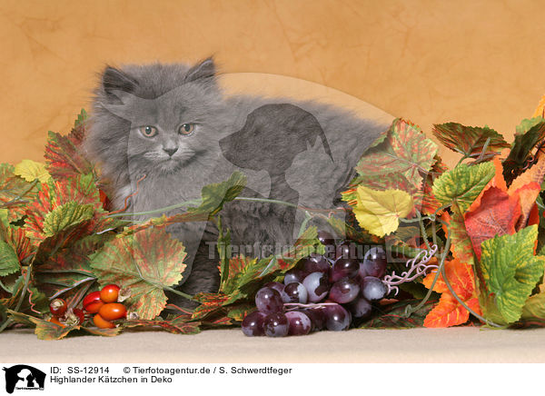 Highlander Ktzchen in Deko / Highlander kitten in decoration / SS-12914