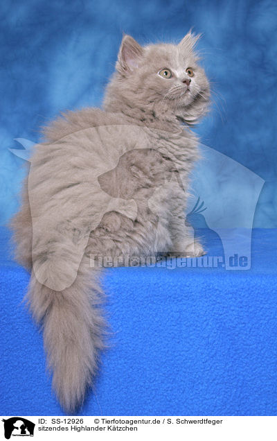 sitzendes Highlander Ktzchen / sitting Highlander kitten / SS-12926