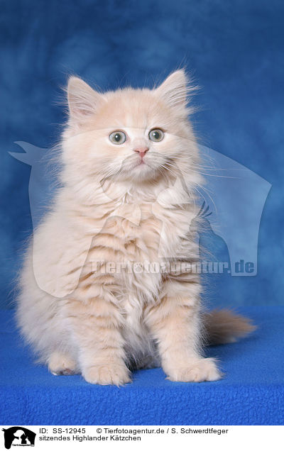 sitzendes Highlander Ktzchen / sitting Highlander kitten / SS-12945