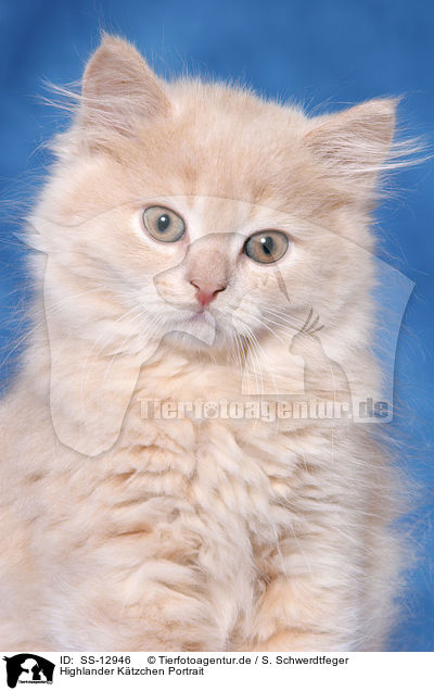 Highlander Ktzchen Portrait / Highlander kitten Portrait / SS-12946