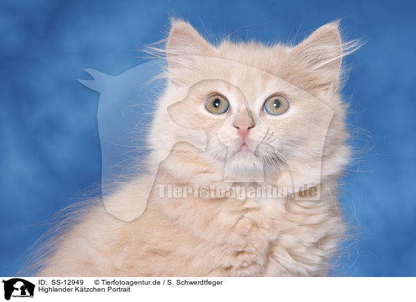 Highlander Ktzchen Portrait / Highlander kitten Portrait / SS-12949