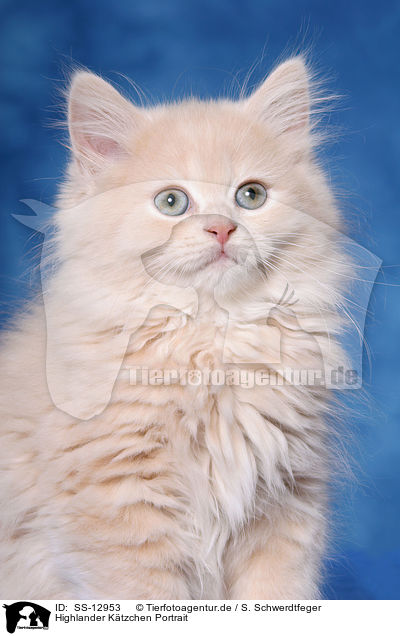 Highlander Ktzchen Portrait / Highlander kitten Portrait / SS-12953