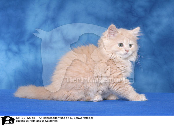 sitzendes Highlander Ktzchen / sitting Highlander kitten / SS-12958