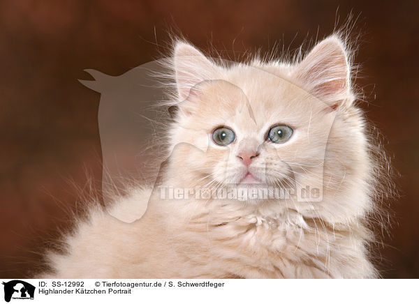 Highlander Ktzchen Portrait / Highlander kitten Portrait / SS-12992