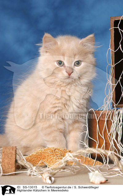 Highlander Ktzchen in Meeresdeko / Highlander Kitten in maritime decoration / SS-13015