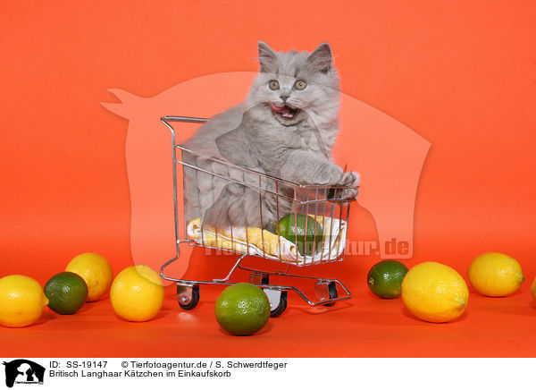 Britisch Langhaar Ktzchen im Einkaufskorb / Highlander Kitten in shopper basket / SS-19147