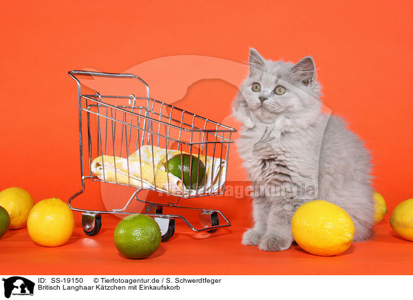 Britisch Langhaar Ktzchen mit Einkaufskorb / Highlander Kitten with shopper basket / SS-19150