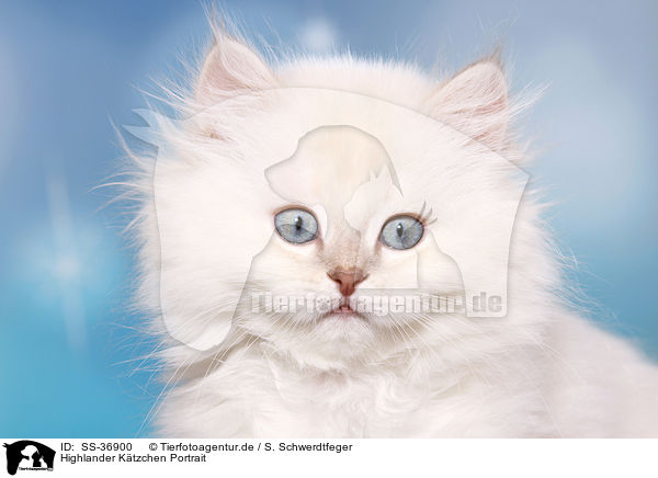 Highlander Ktzchen Portrait / Highlander Kitten portrait / SS-36900