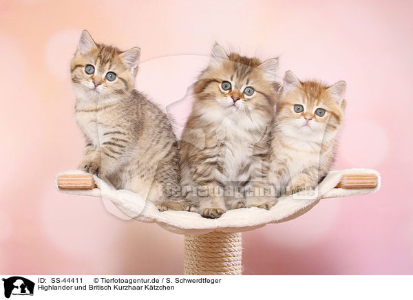 Highlander und Britisch Kurzhaar Ktzchen / Highlander and British Shorthair Kitten / SS-44411