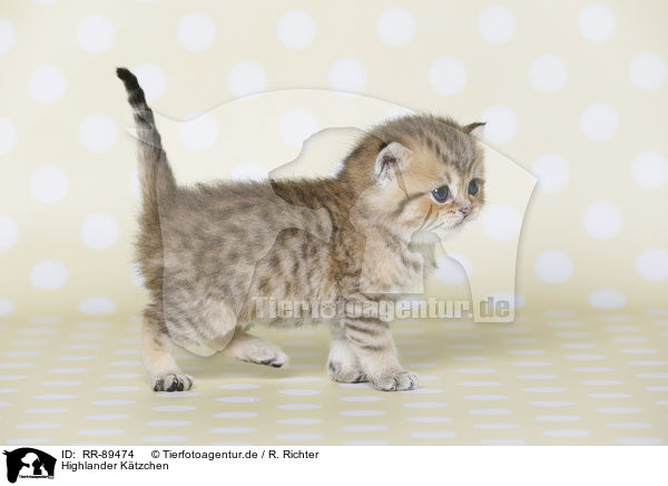 Highlander Ktzchen / Highlander Kitten / RR-89474