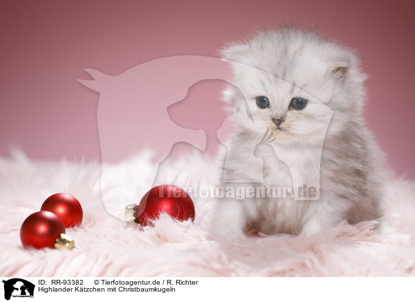 Highlander Ktzchen mit Christbaumkugeln / Highlander Kitten with Christmas tree balls / RR-93382