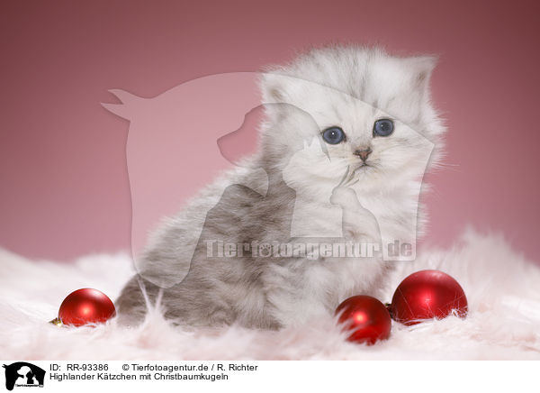 Highlander Ktzchen mit Christbaumkugeln / Highlander Kitten with Christmas tree balls / RR-93386